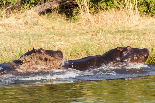 Two young male hippopotamus Hippopotamus amphibius, rehearse fray and figting with open mouth and showing tusk. National Park Okawango, Botswana, wildlife photography