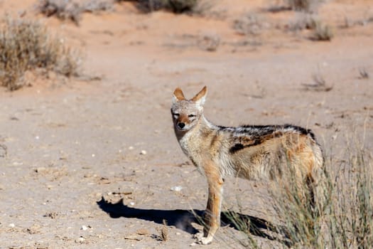 black-backed jackal (Canis mesomelas)Kgalagadi Transfrontier Park, Botswana, true wildlife