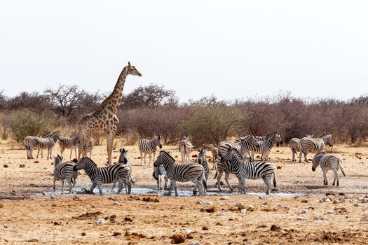 Giraffa camelopardalis and zebras drinking on waterhole in Etosha national Park, Ombika, Kunene, Namibia, true wildlife