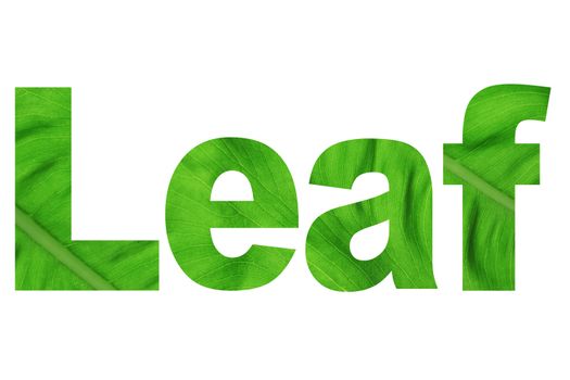 word leaf on white background 