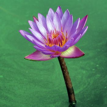 beautiful lotus flower in the pond
