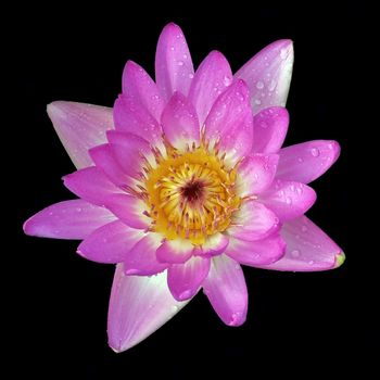 beautiful lotus flower on black background