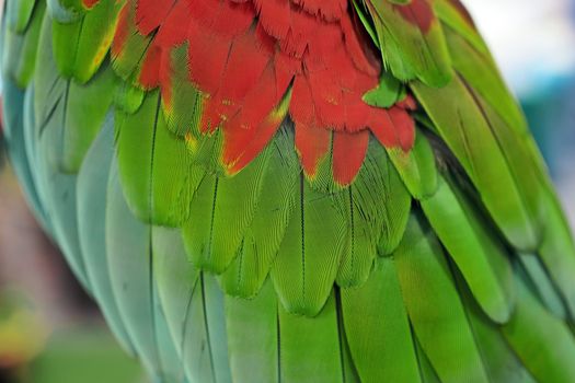 closeup of the beautiful macaw parrot feather       