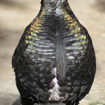 feather of turkey as background or texture