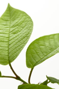 Bird cherry tree leaves on white