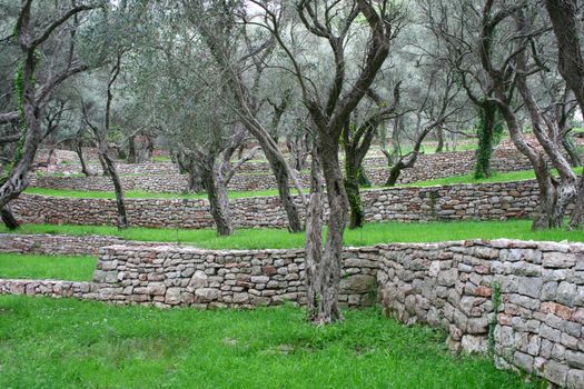 Park with olive trees in Montenegro