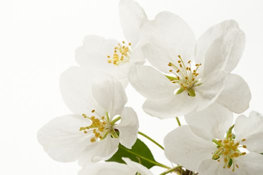 Apple tree flowers on white