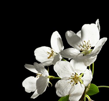 Apple tree flowers on black