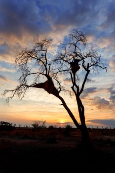 African sunset, tree with nest of African masked weaver in front, Okaukuejo camp, Etosha national park, Namibia