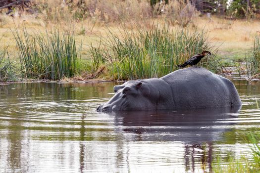 adult male Hippopotamus with Ardea goliath, Hippopotamus amphibius in the River Chobe, Chobe National Park, Botswana 