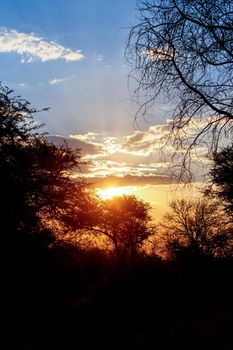 African sunset with tree in front, Ngamiland East, Nort West, Botswana