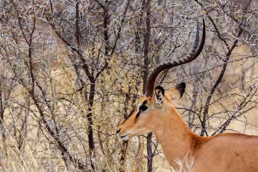Portrait of Springbok Antidorcas marsupialis, Etosha national Park, Ombika, Kunene, Namibia. True wildlife photography