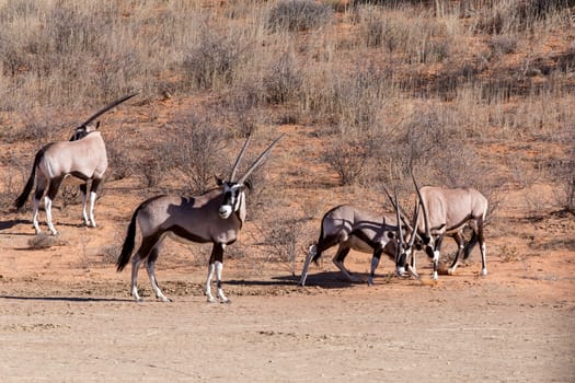 fight between two male Gemsbok, Oryx gazella,dominant Gemsbok antelope in the park, Kalahari, South Africa