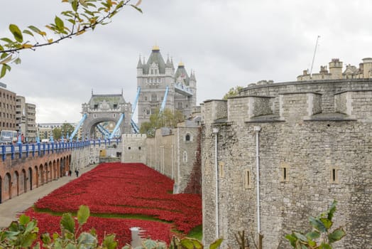 LONDON, UK - NOVEMBER 08: 'Blood Swept Lands and Seas of Red' installation at Tower of London. November 08, 2014 in London. The ceramic poppies were planted to mark the centenary of WWI's outbreak.