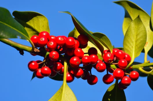 Close up of holly berries growing on tree