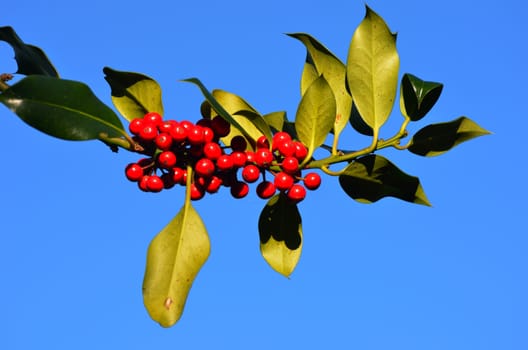 Holly branch with berries growing outdoors