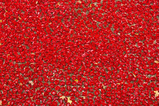 LONDON, UK - NOVEMBER 08: Detail of art installation by Paul Cummins at Tower of London. November 08, 2014 in London. The ceramic poppies were planted to mark the centenary of WWI's outbreak.