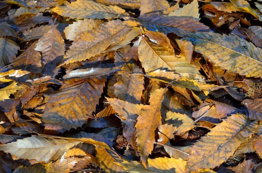 Brown Autumn leaves on ground