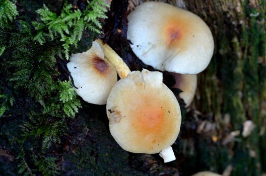 toadstools  growing on tree