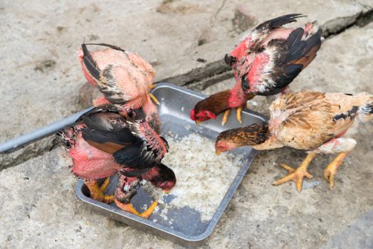 4 Chickens feeding with rice in tray