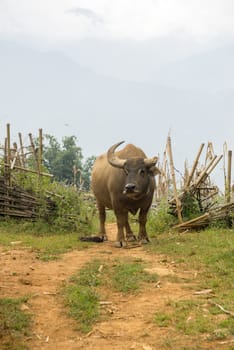 Buffalo that have broken horn in the green field