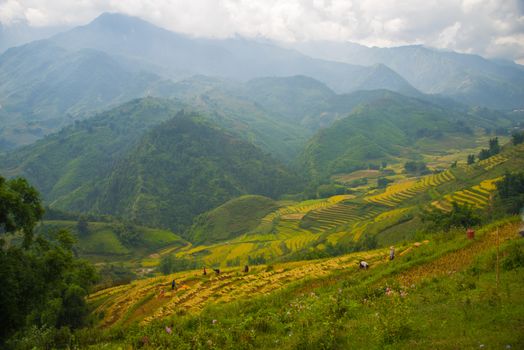 Beautiful View of mountains contain lot of terraced fields