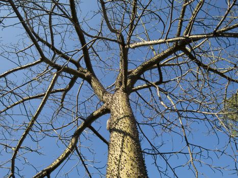 curious tree named Chorisia speciosa with spine trunk