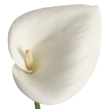 Calla  white