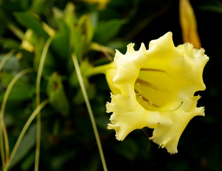 Showy chalicevine flower, Solandra grandiflora Sw. 