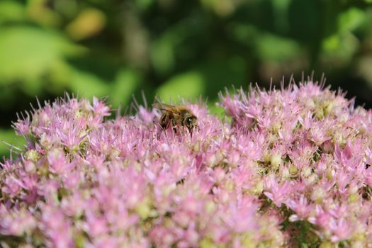 A butterfly and a bee in the garden