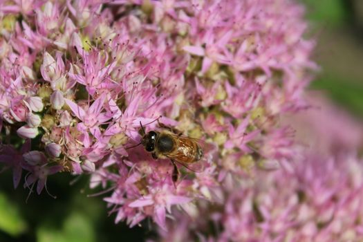 A butterfly and a bee in the garden