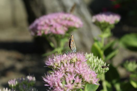 A butterfly and a bee in the garden