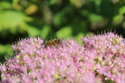 A butterfly and a bee in the garden