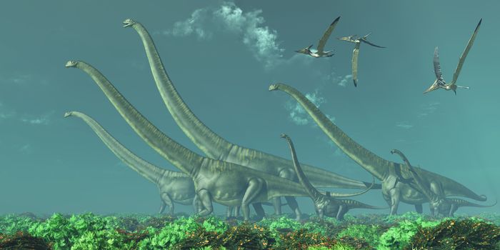 Pteranodon reptiles fly over a herd of Mamenchisaurus dinosaurs in the Cretaceous Era.