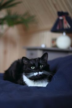 black and white cat with plush mustache and expressive eyes