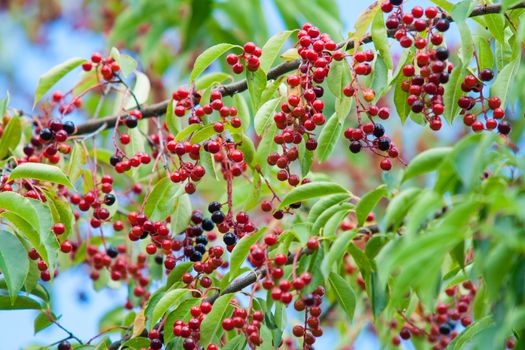 Small red fruits of black cherry ripen on the tree