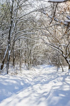 Trees covered with snow in frozen winter forest