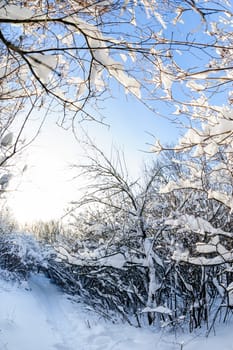 Trees covered with snow in frozen winter forest