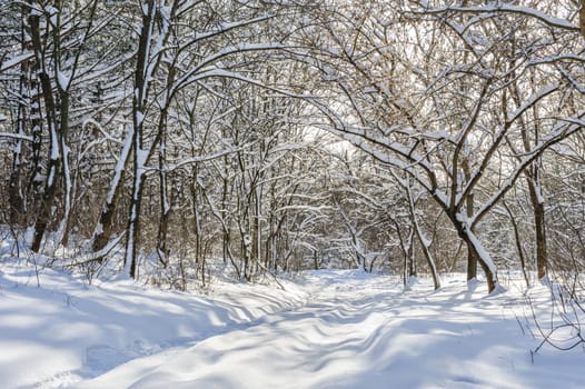 Trees covered with snow in frozen winter forest