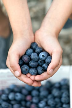 Close up of a young boys hands holding a bunch of fresh picked blueberries. Shallow depth of field.
