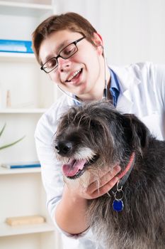 Vet examining a dog with a stethoscope 
