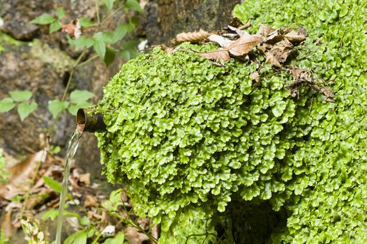 Marchantiophyta, non-vascular bryophyte land plants,  hepatics, liverworts growing on a water fountain.
