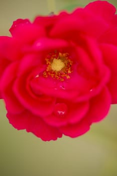 Red and orange rose flower with water drops and selective focus