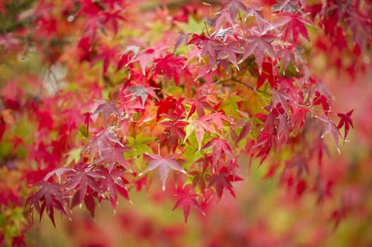 Maple tree, Acer palmatum,  with red leaves in Autumn