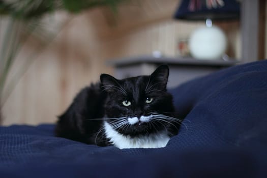 black and white cat with plush mustache and expressive eyes