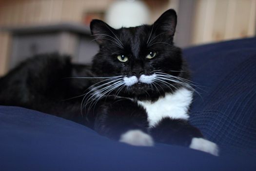 black and white cat with plush mustache and expressive eyes