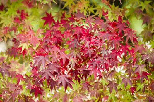 Maple tree, Acer palmatum,  with red leaves in Autumn