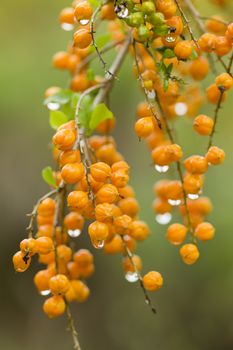 Orange berries with rain drops in Autumn