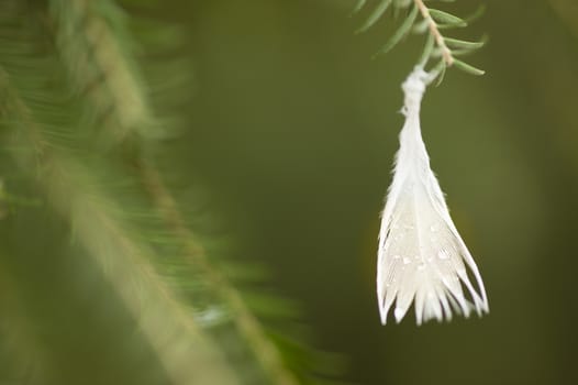 Bird feather hanging from tip of a twig