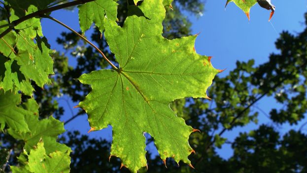 Green leaf on blue background, macro, close photo.